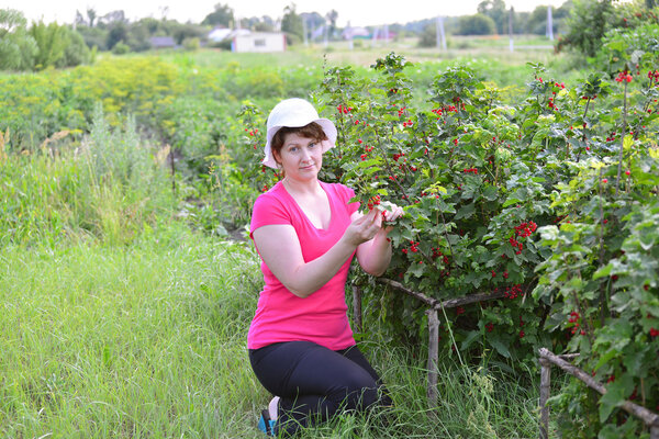 Woman reaps a crop of red currant in  garden
