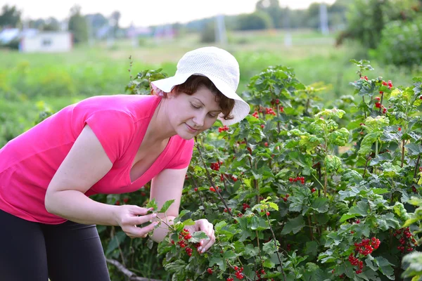 La mujer cosecha una cosecha de grosella roja en el jardín — Foto de Stock