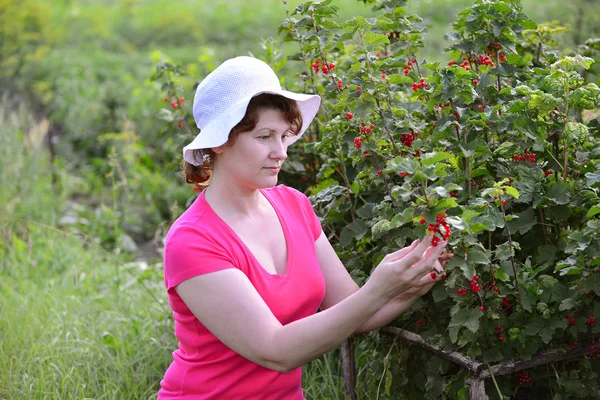 La mujer cosecha una cosecha de grosella roja en el jardín — Foto de Stock