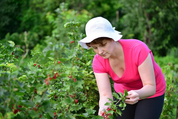 La mujer cosecha una cosecha de grosella roja en el jardín — Foto de Stock