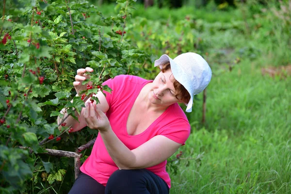 Woman reaps a crop of red currant in  garden — Stock Photo, Image