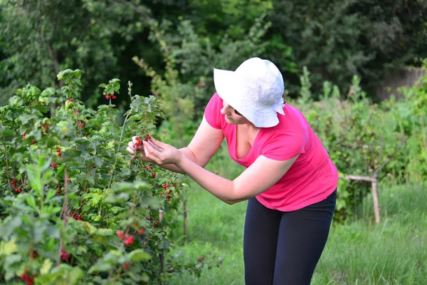 Woman reaps a crop of red currant in  garden — Stock Photo, Image