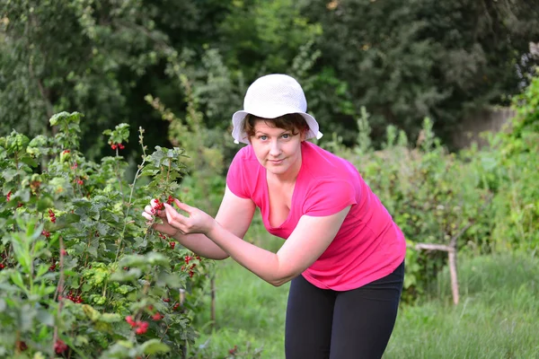 La mujer cosecha una cosecha de grosella roja en el jardín — Foto de Stock