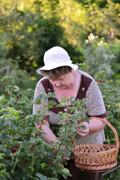 Mujer anciana cosecha una cosecha de grosella roja en el jardín — Foto de Stock