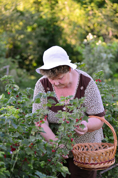 elderly Woman reaps a crop of red currant in the garden