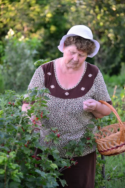 Mujer anciana cosecha una cosecha de grosella roja en el jardín — Foto de Stock