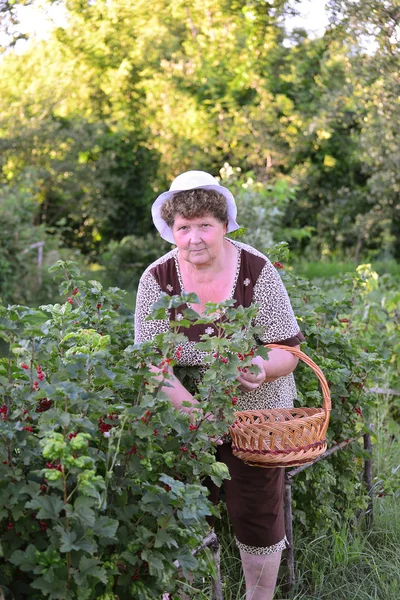 Пожилая женщина пожинает урожай красной смородины в саду — стоковое фото