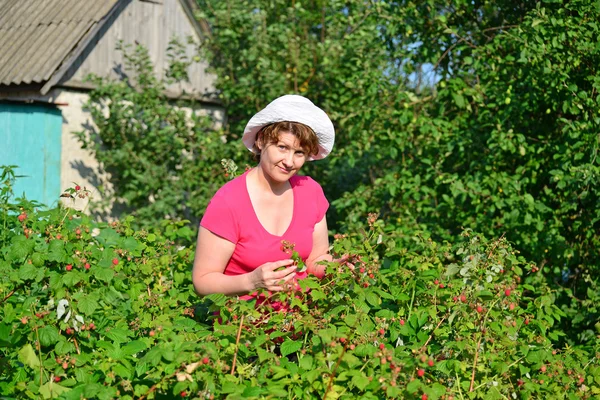 Donna raccoglie un raccolto di lamponi in giardino — Foto Stock