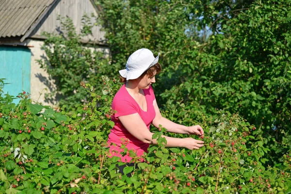 Жінка жниває урожай малини в саду — стокове фото