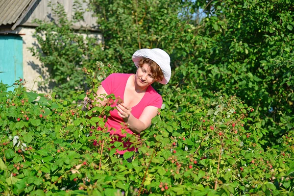 Femme récolte une récolte de framboises dans le jardin — Photo