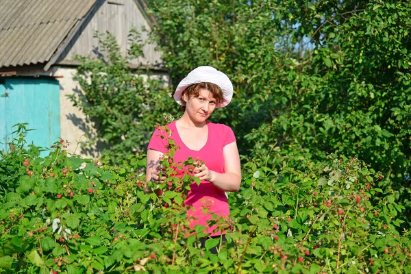 La mujer cosecha una cosecha de frambuesas en el jardín — Foto de Stock