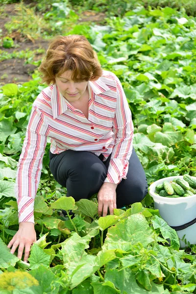 Жінка врожаю огірків на дачі — стокове фото