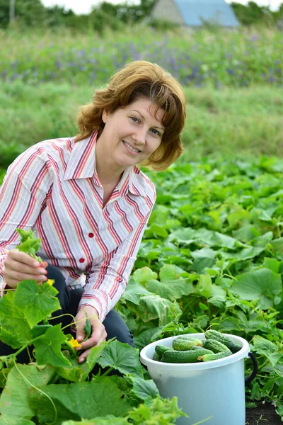 Woman harvests of cucumbers on  summer residence — Stock Photo, Image