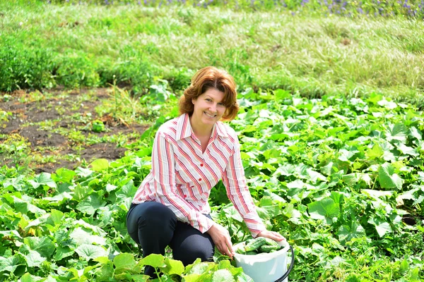 여자 여름 거주에 오이의 수확 — 스톡 사진