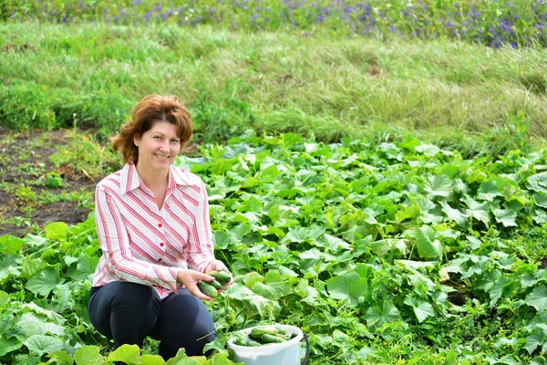 여자 여름 거주에 오이의 수확 — 스톡 사진