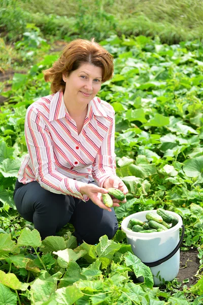 Woman harvests of cucumbers on  summer residence — Stock Photo, Image