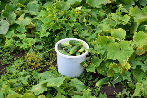 Bucket with fresh cucumbers in the garden