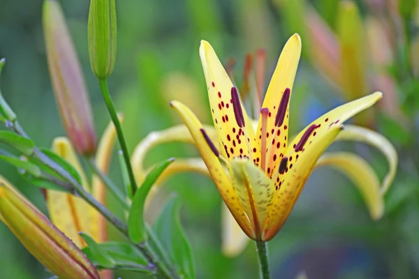 Красивые желтые лилии в саду — стоковое фото