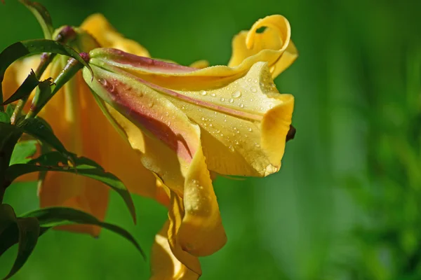 Hermosos lirios amarillos en el jardín — Foto de Stock