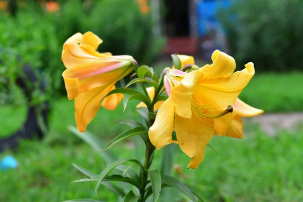 Lindos lírios amarelos no jardim — Fotografia de Stock