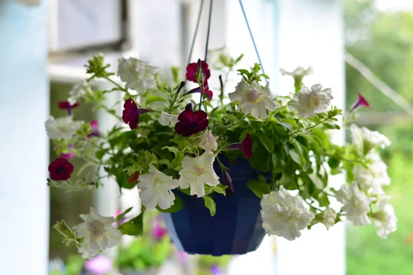 Petunia florece en una maceta al aire libre en verano —  Fotos de Stock