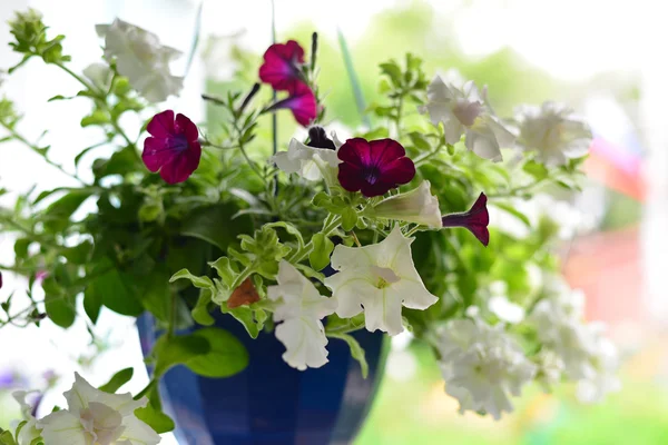 夏季には屋外のポットにペチュニアの花 — ストック写真