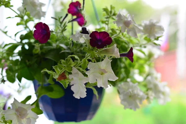 Petunia flowers at a pot outdoors in summer — Stock Photo, Image
