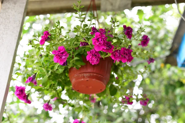 Petunia flowers at a pot outdoors in summer — Stock Photo, Image