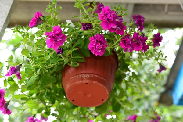 Petúnia flores em um pote ao ar livre no verão — Fotografia de Stock