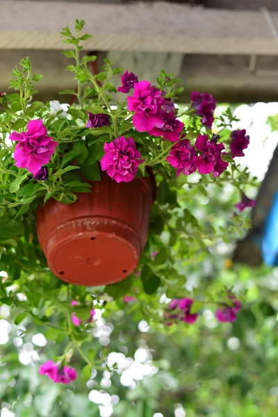 Petúnia flores em um pote ao ar livre no verão — Fotografia de Stock