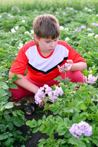 男孩少年生长在花园里的土豆 — 图库照片