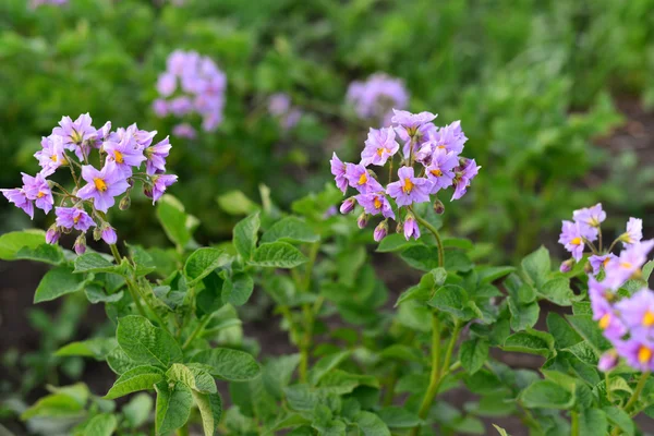 Flowering potatoes in the summer day — Stock Photo, Image