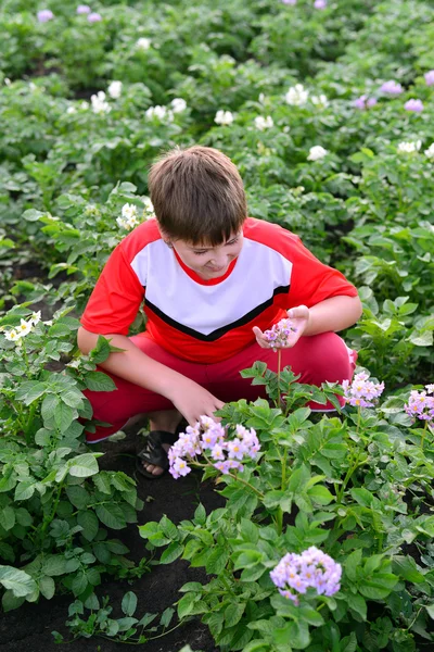 Fiú tinédzser kertben burgonya termesztése — Stock Fotó