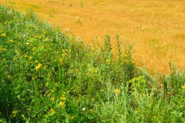 Temmuz ayında güneşli gün sahada olgun çavdar