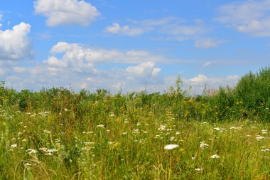 Çayır kır çiçekleri Temmuz ayında güneşli gün ile