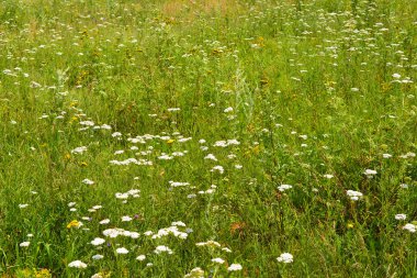Çayır kır çiçekleri Temmuz ayında güneşli gün ile