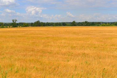Temmuz ayında güneşli gün sahada olgun çavdar