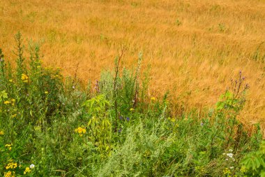 Temmuz ayında güneşli gün sahada olgun çavdar