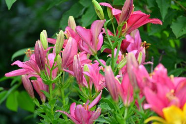 Su sonra yağmur damlaları içinde lilyum