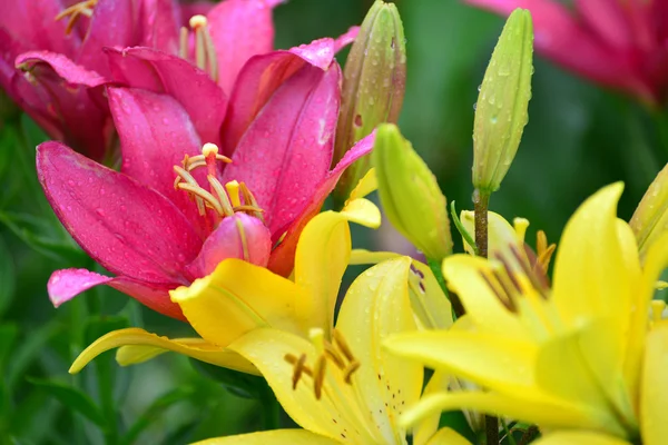 Lilies in drops of water after rain