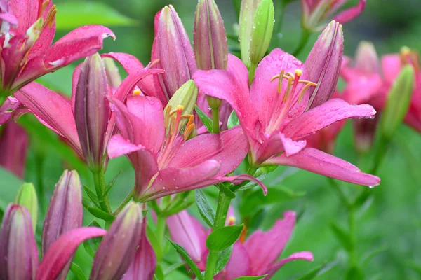 Lilien in Wassertropfen nach Regen — Stockfoto