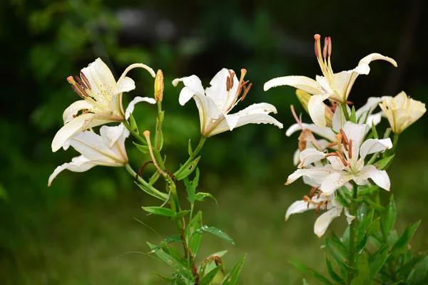 Lilies in drops of water after rain — Stock Photo, Image