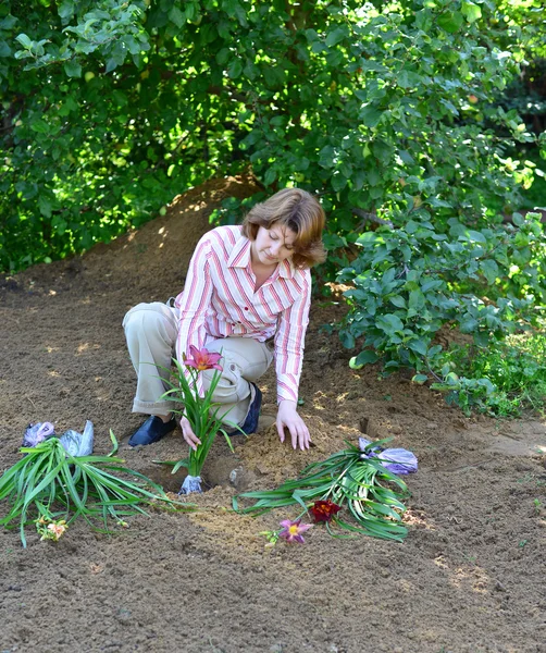 Mulher plantando flores no jardim — Fotografia de Stock