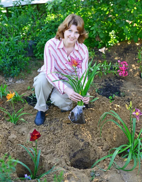 Woman planting flowers in  garden — Stock Photo, Image