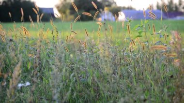 gün batımında çimen