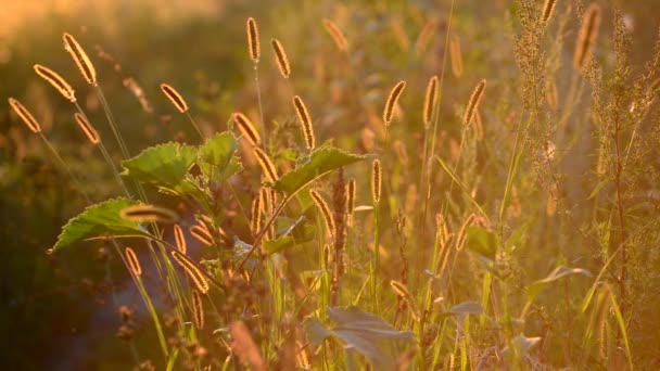 Gras bij zonsondergang — Stockvideo