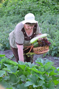 Bir kadın bir ürün kabak reaps