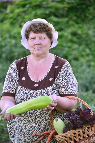 Une femme récolte une récolte de courgettes — Photo