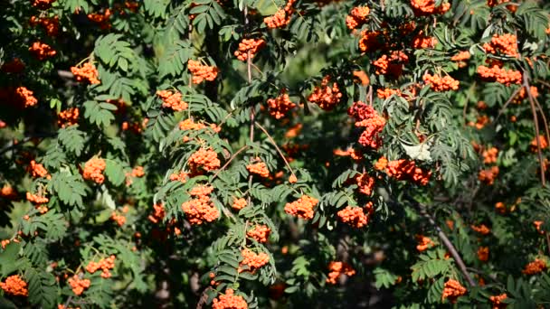 Vogelbeeren im Licht des Sonnenuntergangs — Stockvideo