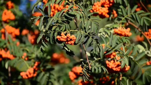 Rowan berries in the sunset light — Stock Video